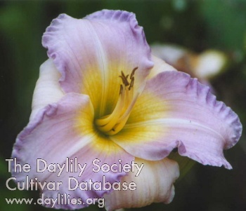 Daylily Bellini